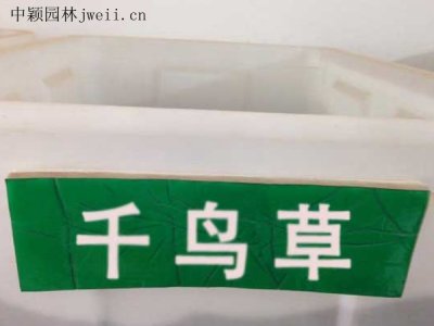 千鳥草種子