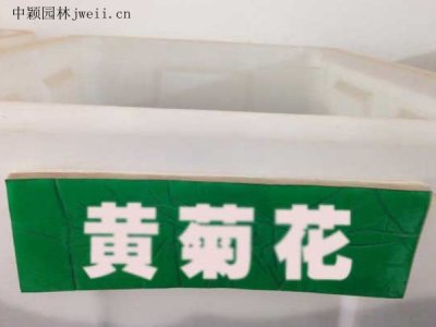 黃菊花種子
