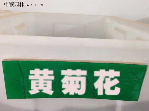 黃菊花.jpg