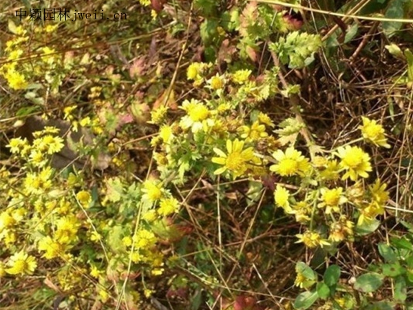 黃菊花2.jpg