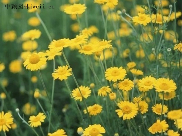 黃菊花3.jpg