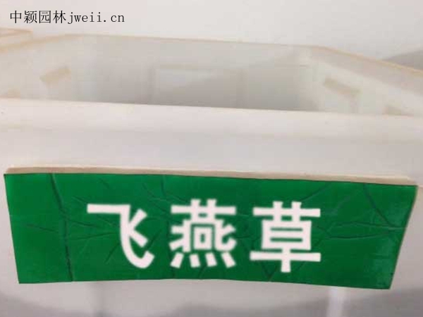 飛燕草.jpg