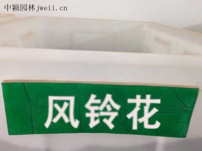 風鈴花種子