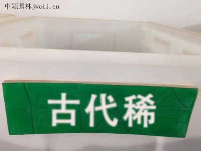 古代稀種子