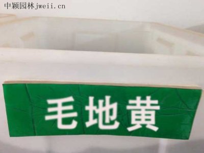 毛地黃種子