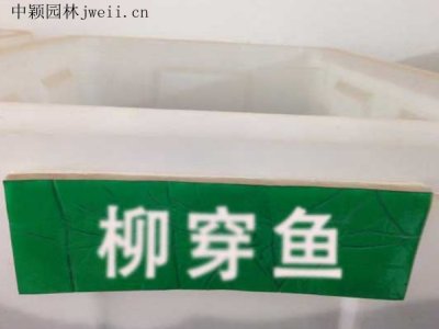柳穿魚種子