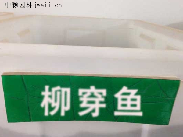 柳穿魚.jpg