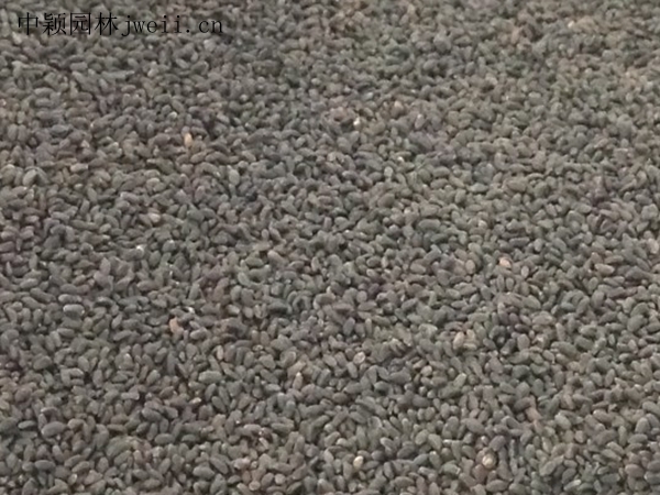 柳穿魚1.jpg