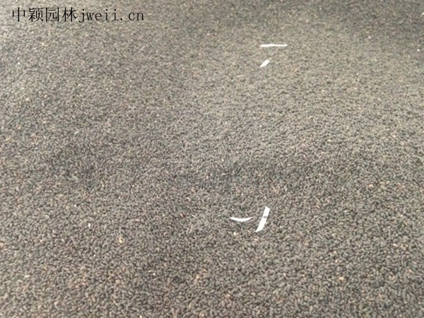 柳穿魚2.jpg