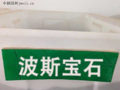 波斯寶石種子