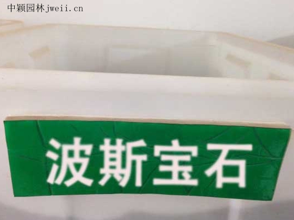波斯寶石.jpg