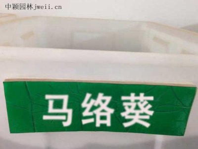 馬絡葵種子