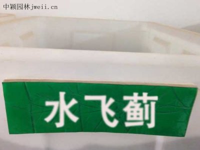 水飛薊種子