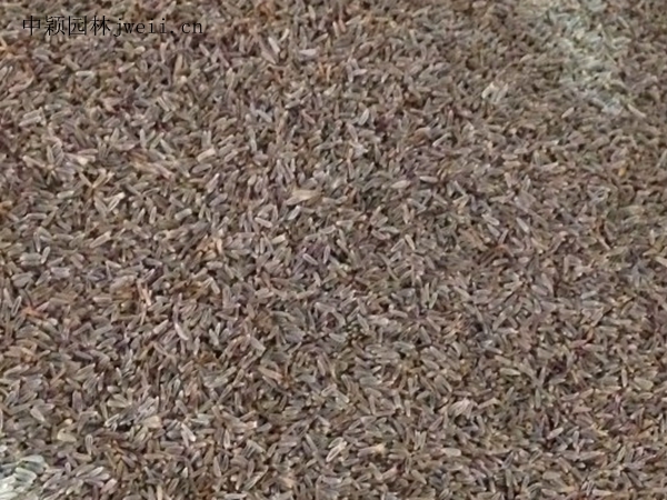 水飛薊1.jpg
