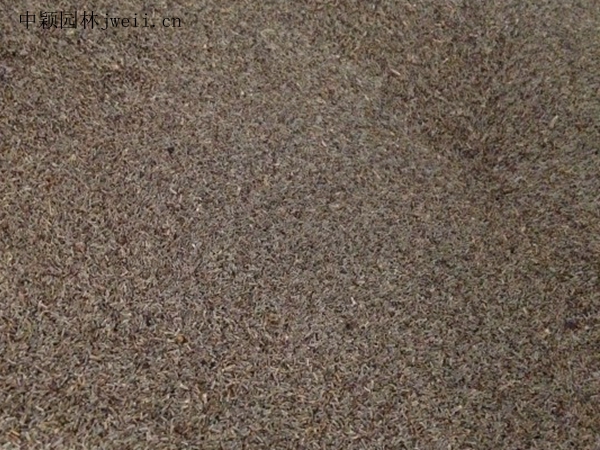 水飛薊2.jpg