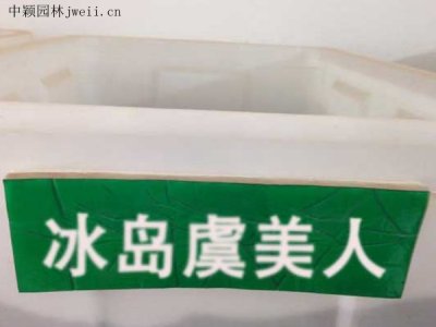 冰島虞美人種子