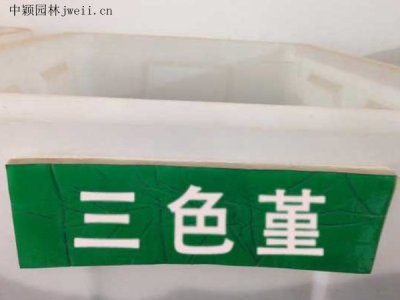 三色堇種子