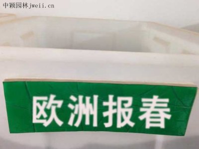 歐洲報春種子