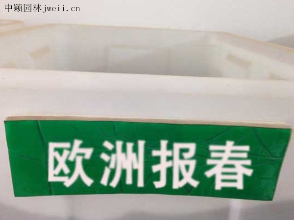 歐洲報春.jpg