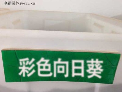彩色向日葵種子