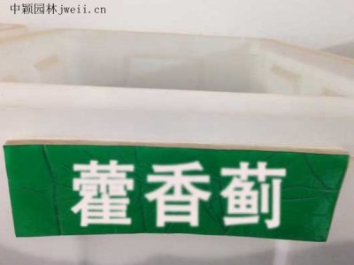 藿香薊種子