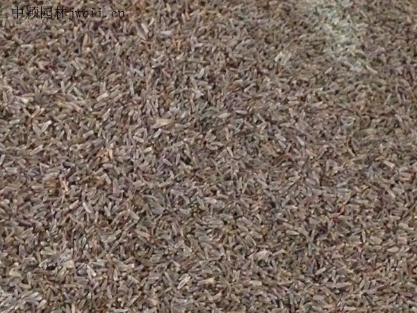 藿香薊2.jpg