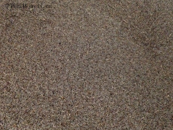藿香薊1.jpg
