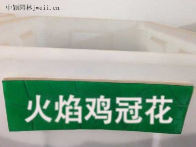 火焰雞冠花種子