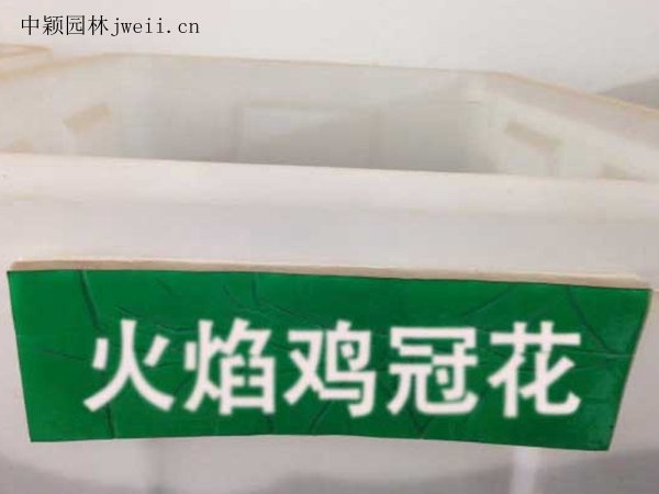 火焰雞冠花.jpg