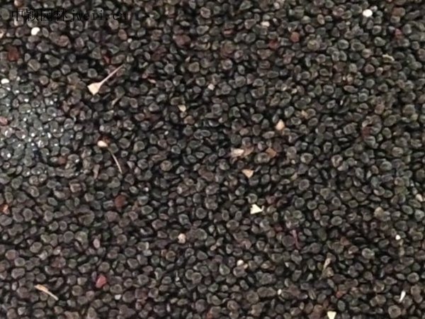 火焰雞冠花1.jpg