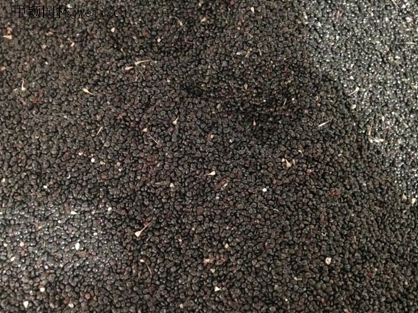 火焰雞冠花2.jpg