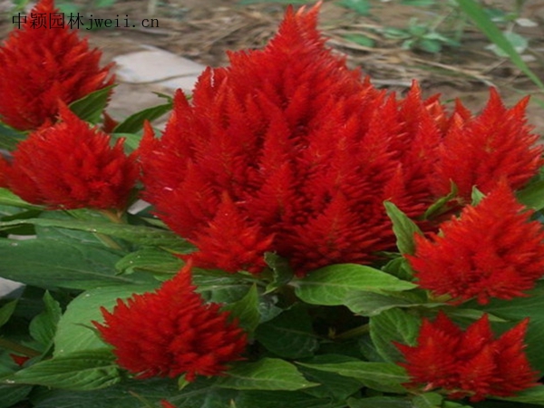 火焰雞冠花4.jpg