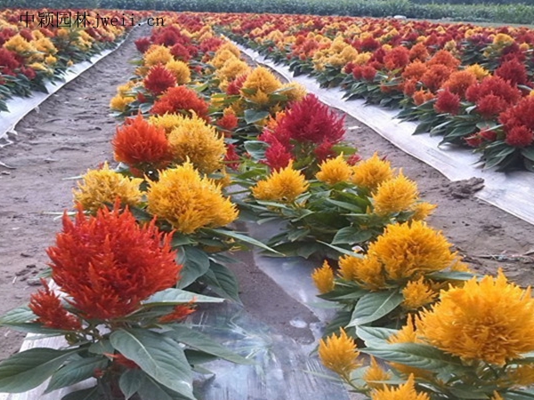 火焰雞冠花5.jpg