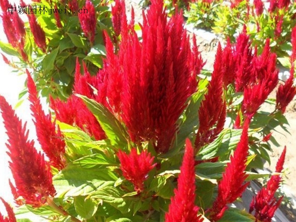火焰雞冠花8.jpg