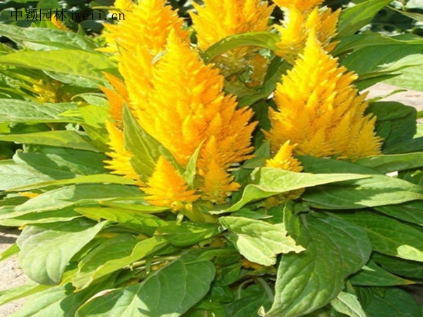 火焰雞冠花9.jpg