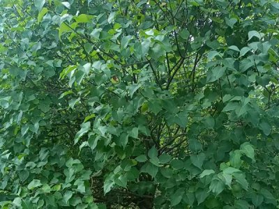 丁香樹在東北秋天能移栽嗎？