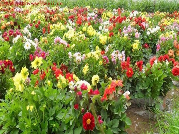 茼蒿菊9.jpg