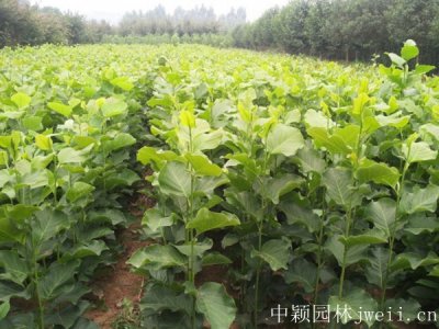 湖南適合種玉蘭嗎？
