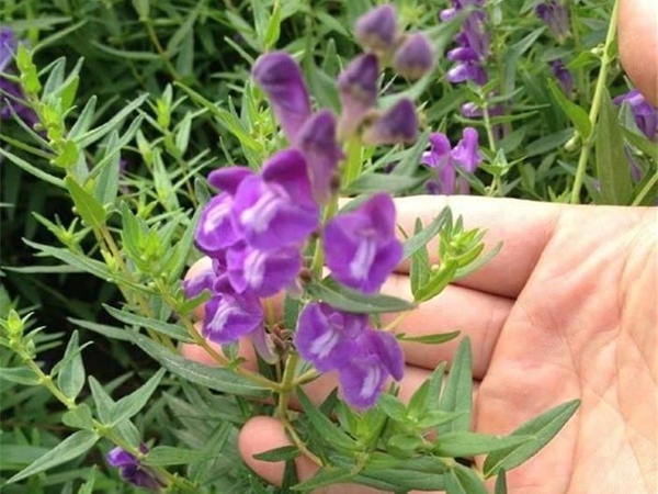 黃芩7.jpg