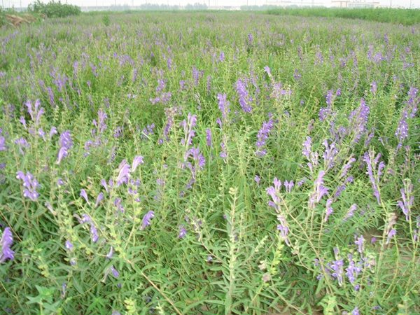 黃芩1.jpg