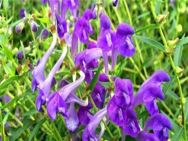 黃芩6.jpg