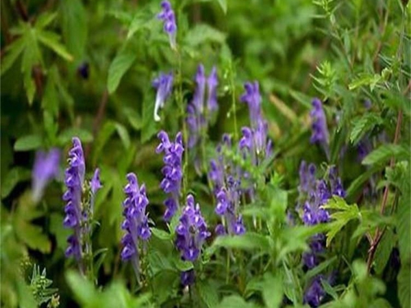黃芩5.jpg