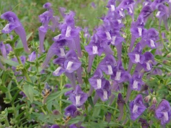 黃芩12.png