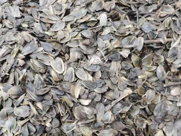串葉松香草3.jpg