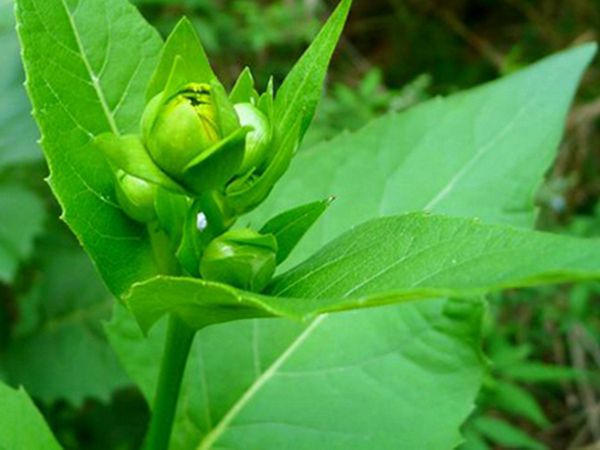 串葉松香草種子10.jpg