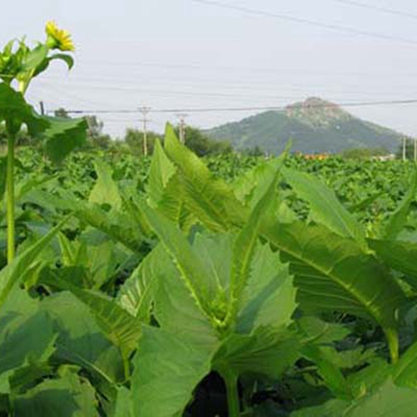 串葉松香草種子8.jpg
