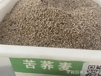蕎麥適合北方種植嗎？