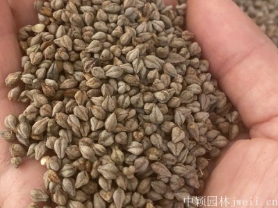 苦蕎麥種子多少錢一斤能買到？