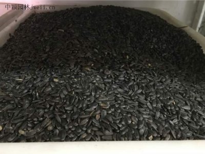九月份可以種向日葵嗎？