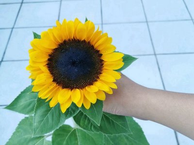 7月向日葵能種嗎？